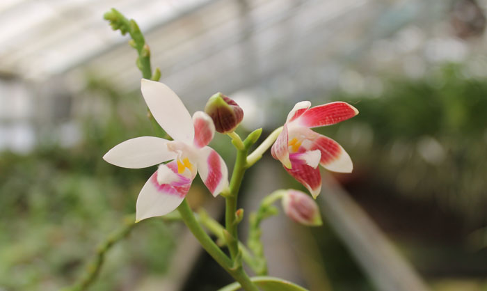 Phalaenopsis tetraspis.jpg