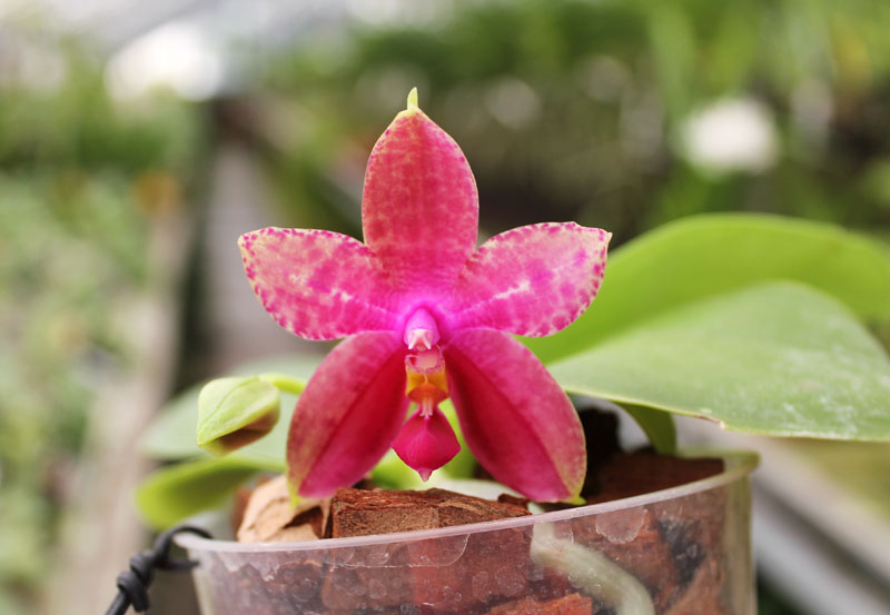 Phalaenopsis Ld Bellina Eagle x Prima.jpg