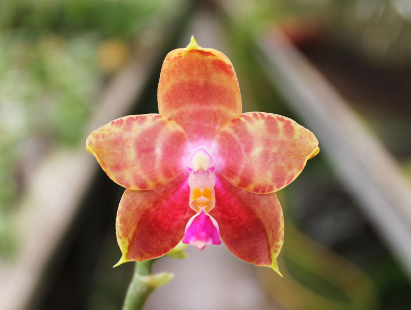 Phalaenopsis amboinensis x Phalaenopsis Penang Girl.jpg