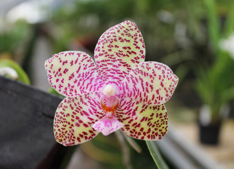 Phalaenopsis Natasha 'Aiko'.jpg