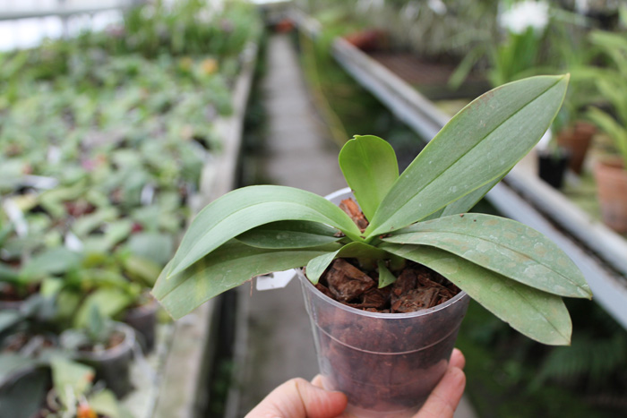 Phalaenopsis (Timothy Christopher x parishii) 'KF'.jpg