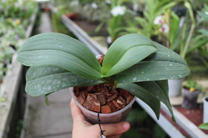 Phalaenopsis Liu's Berry 'SW'.JPG