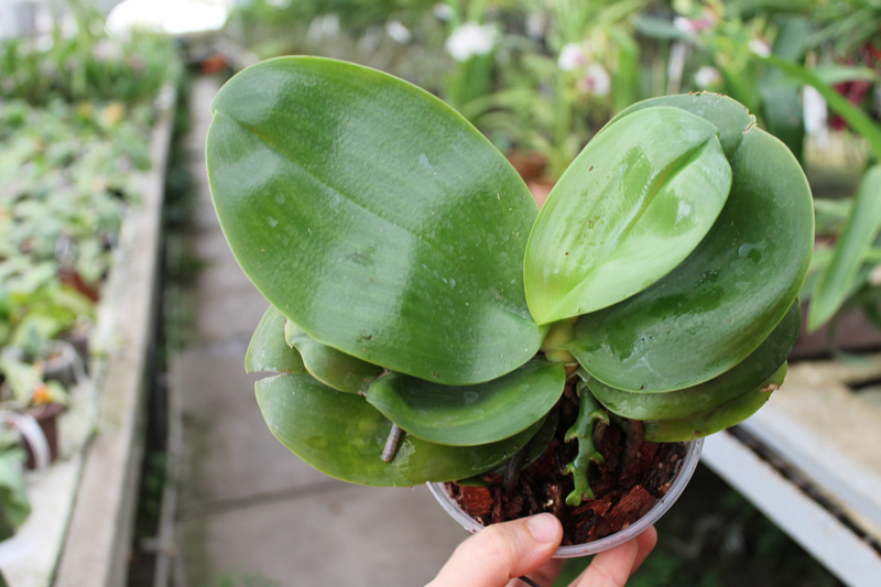 Phalaenopsis Ld's Bear Queen '422-4'.jpg