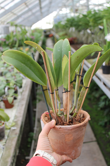 Brassolaeliocattleya Chyong Guu Swan.jpg