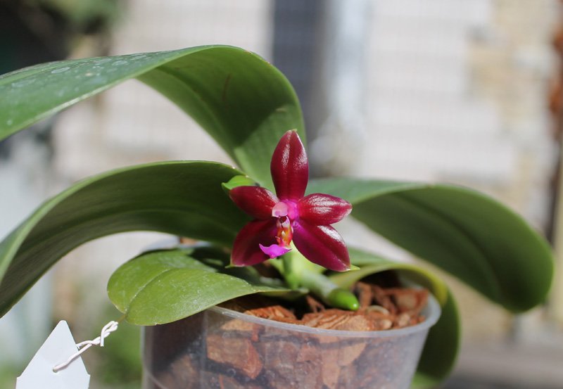Phalaenopsis LD's Bear Queen x cornu cervi red.jpg