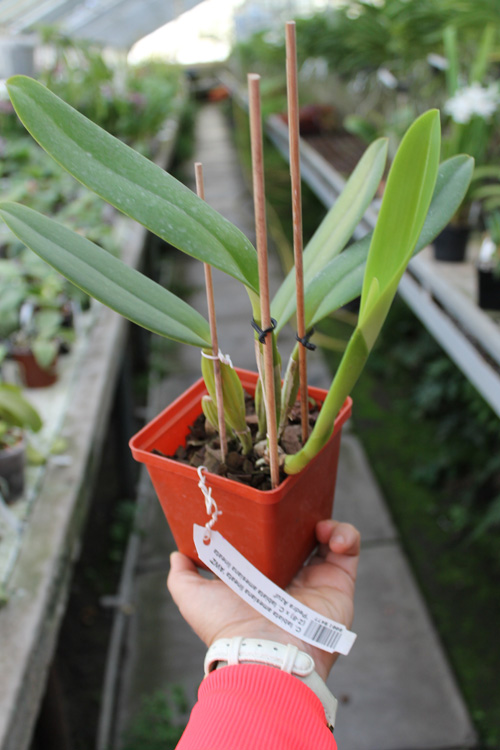 Cattleya labiata amesiana lineata 'AWZ' (Z-8) x Cattleya labiata amesiana lineata 'Pedra Azul'.jpg
