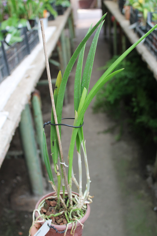 Brassocatanthe Roman Holidays.jpg