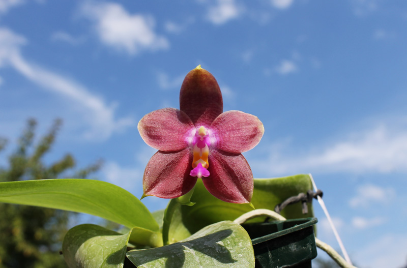 Phalaenopsis Penang Girl.jpg