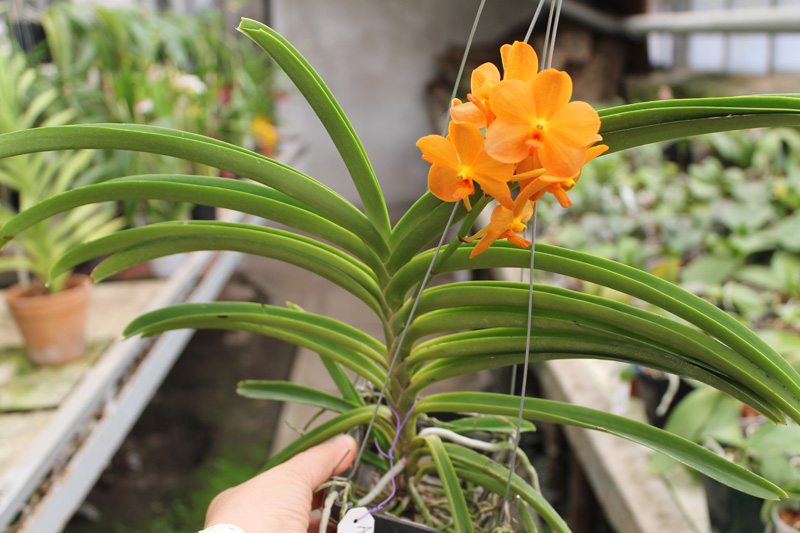 Ascocenda Suksamran Sunlight.jpg