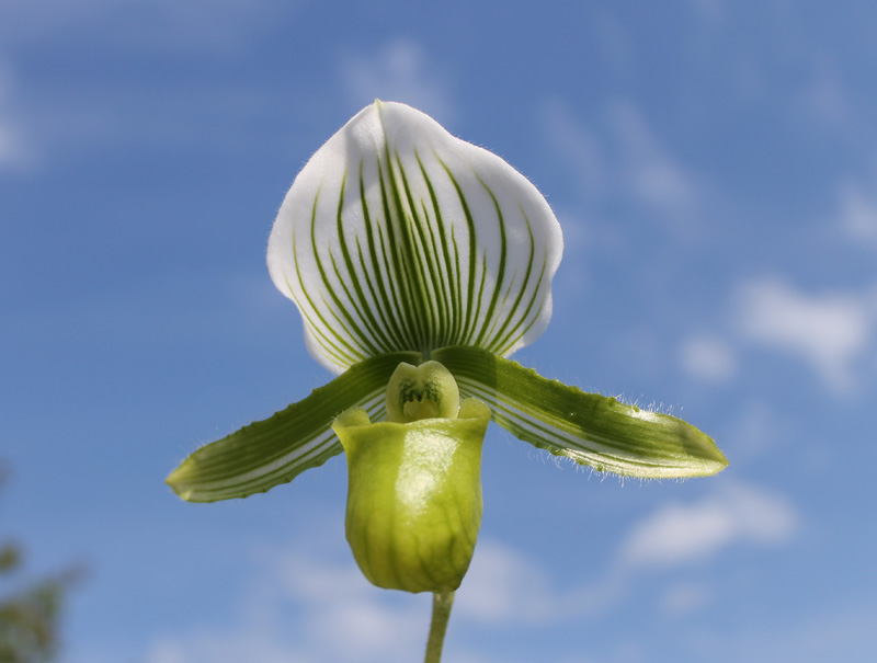 Paphiopedilum Maudiae alba.jpg