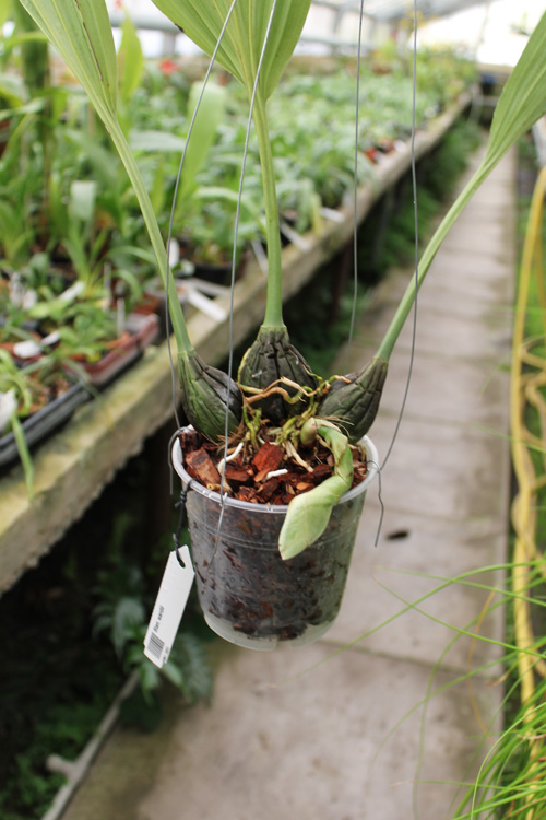 Stanhopea wardii.jpg