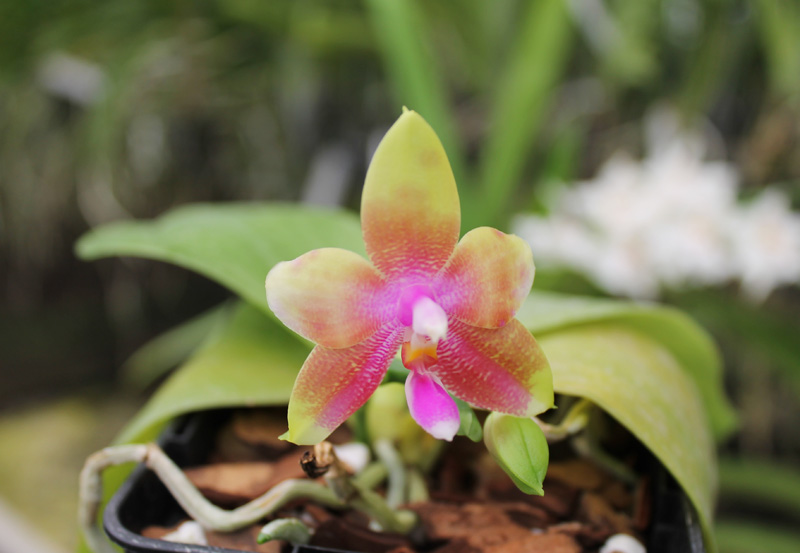 Phalaenopsis Jennifer Palermo (C1 type) x Phalaenopsis LD's Bear Queen.jpg