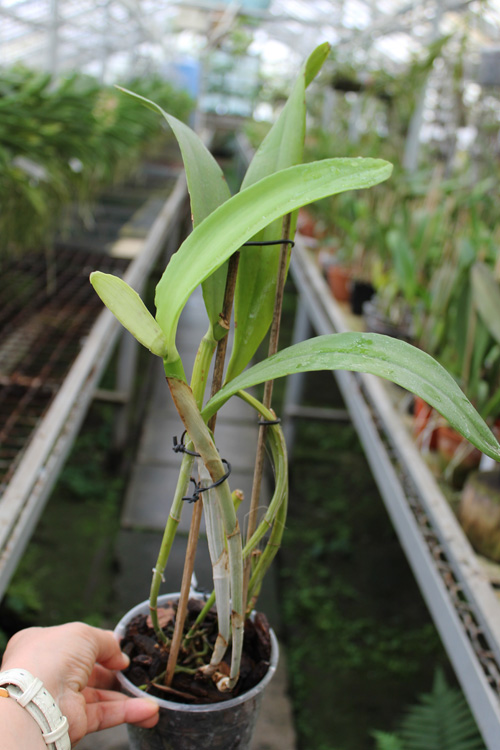 Cattleya Dominiana.jpg