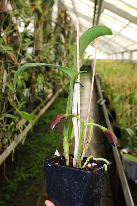 Cattlianthe Sagarik Wax 'Dark Africa'.jpg