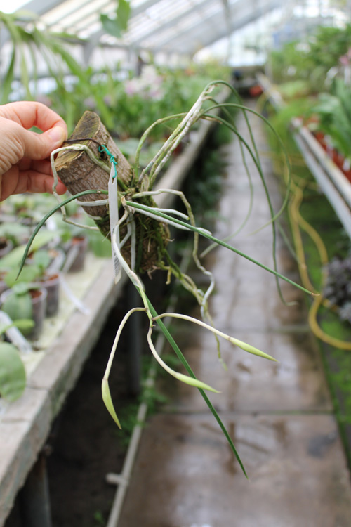 Brassavola flagellaris.jpg
