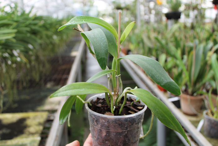 Sophrocattleya June Bug 'Venice Sunshine'.jpg