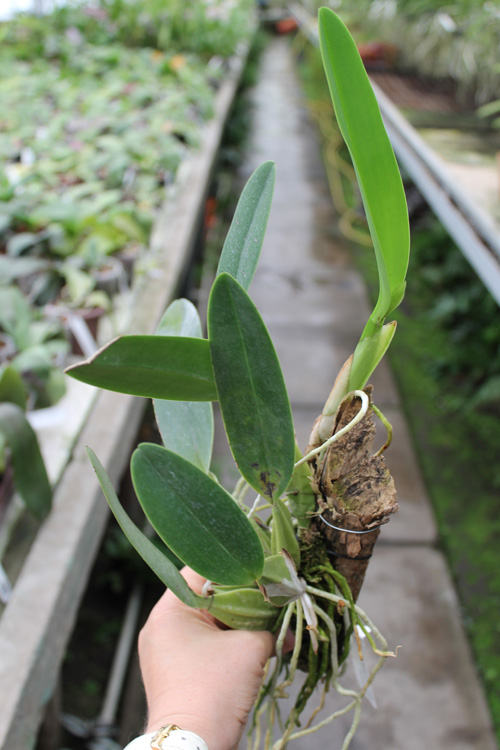 Laelia anceps guerrero x Laelia rubescens.jpg