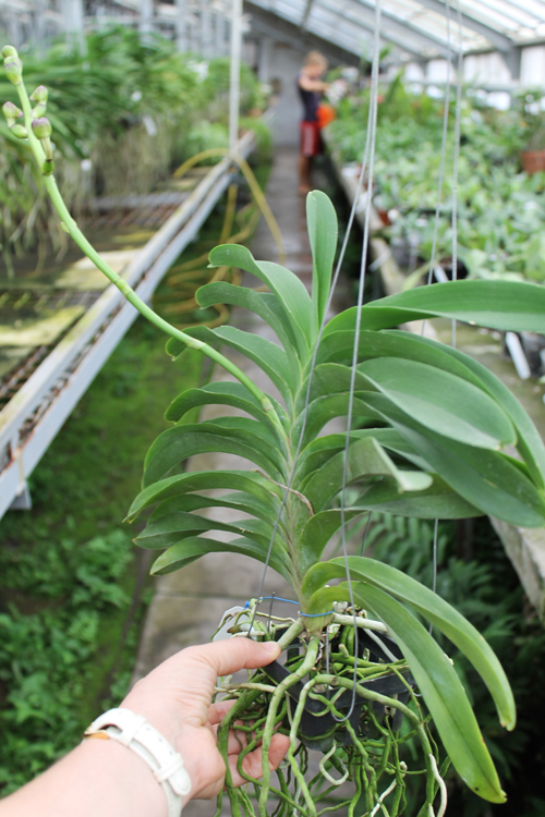 Vanda Dr Anek x Katsulea.jpg