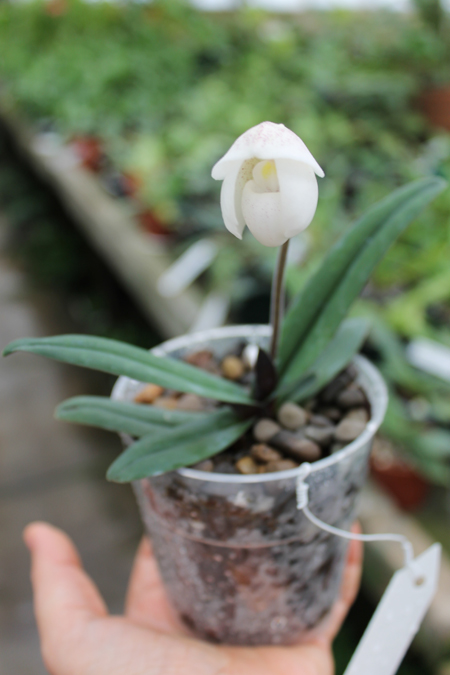 Paphiopedilum niveum.jpg