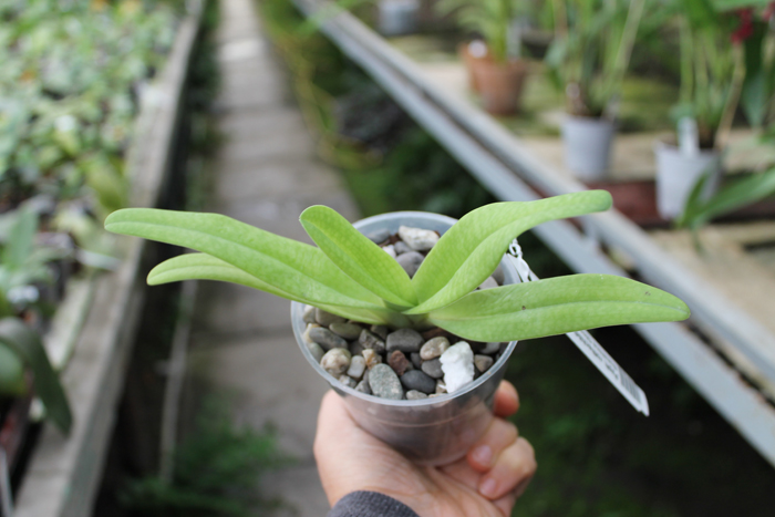 Paphiopedilum rothschildianum x Sunshine Glory x concolor.jpg