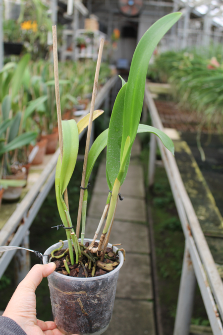 Brassolaeliocattleya Keowee 'Mendenhall'.jpg