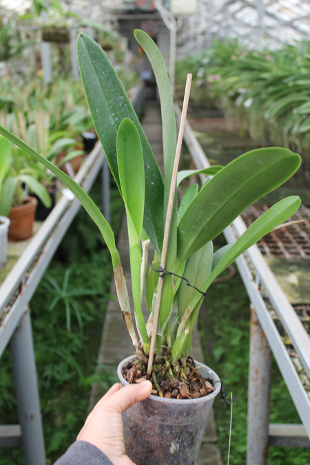 Laeliocattleya C G Roebling 'Blue Indigo' (Cattleya gaskelliana x Laelia purpurata).jpg