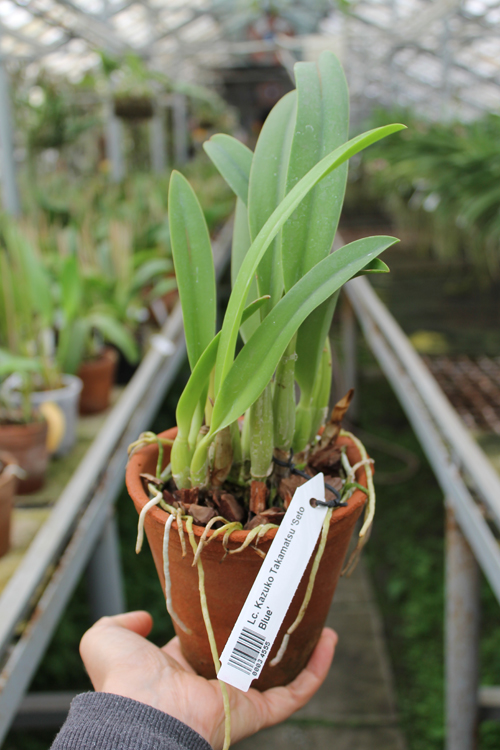 Laeliocattleya Kazuko Takamatsu 'Seto Blue'.jpg
