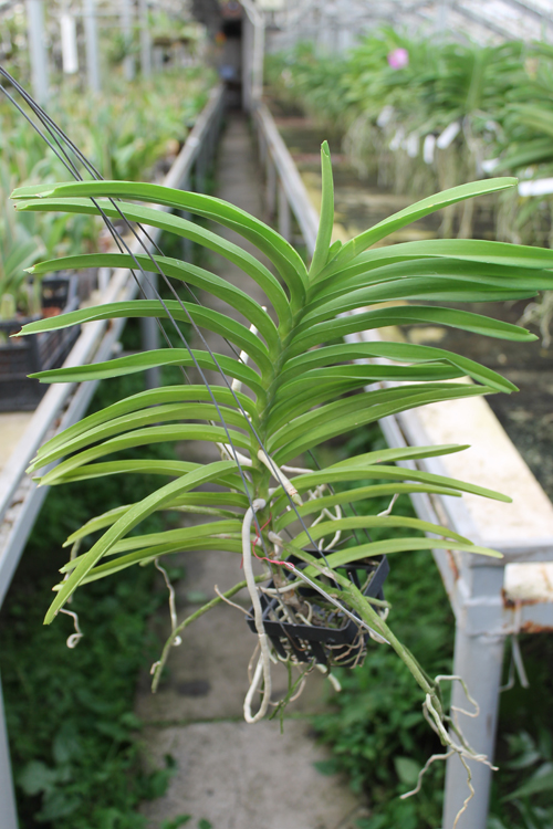 Vanda tessellata.jpg
