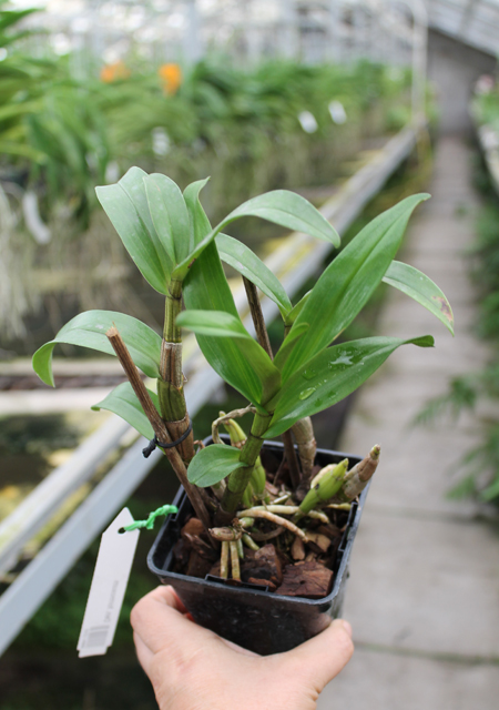 Dendrobium formosum.jpg