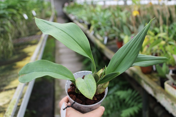 Trichopilia suavis.jpg