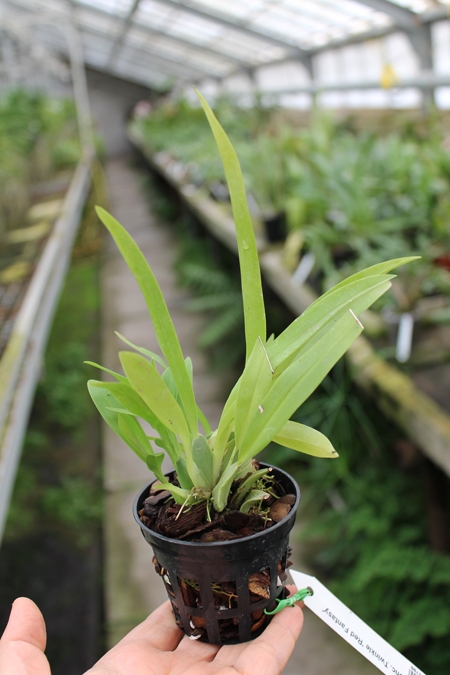 Oncidium Twinkle 'Red Fantasy'.jpg