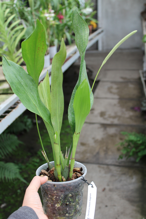 Dendrochilum magnum.jpg