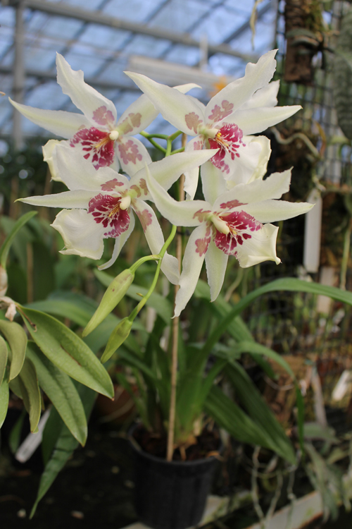 Beallara Tahoma Glacier 'Green'.jpg