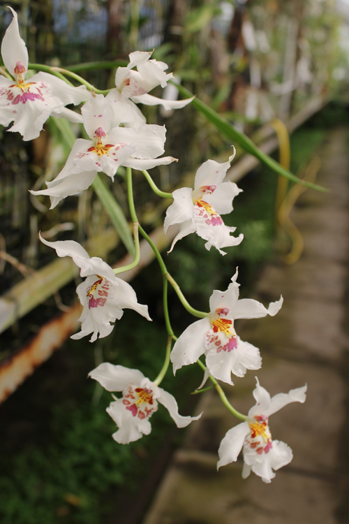 Odontonia Boussole 'Blanche'.jpg