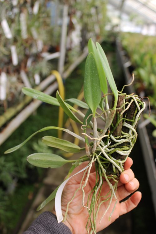 Laelia praestans 'Black Lip' XXX x Laelia praestans 'Daniel' XXX.jpg
