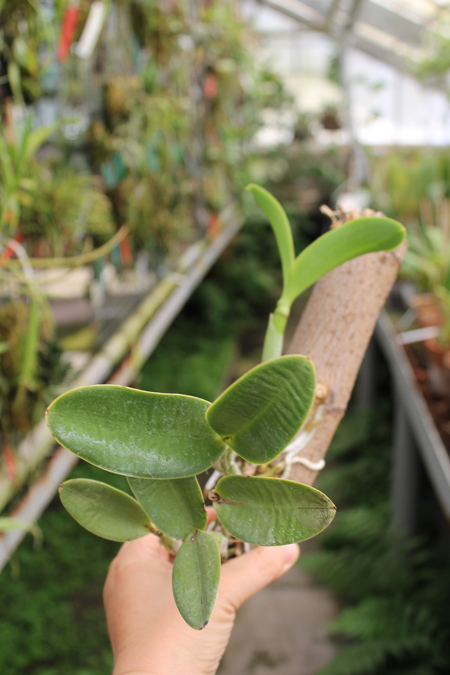 Cattleya nobilior.jpg