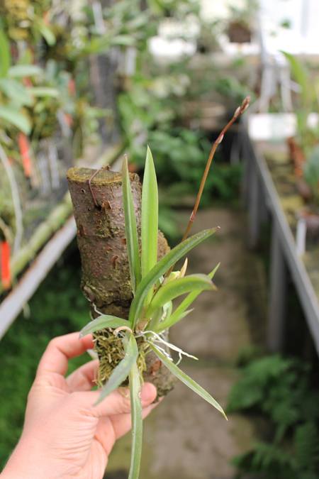 Oncidium (Tolumnia) hybrid.jpg