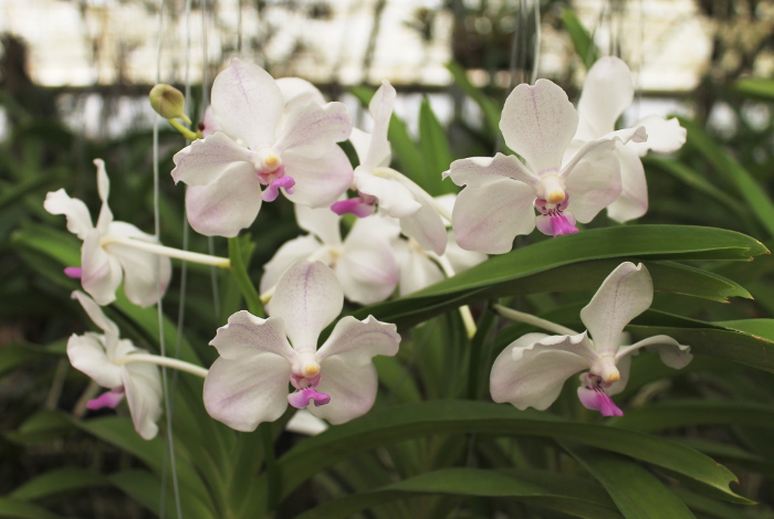 Vanda luzonica x Nakornsawan Belle.jpg