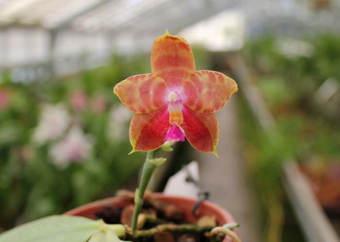Phalaenopsis amboinensis x Phalaenopsis Penang Girl.jpg