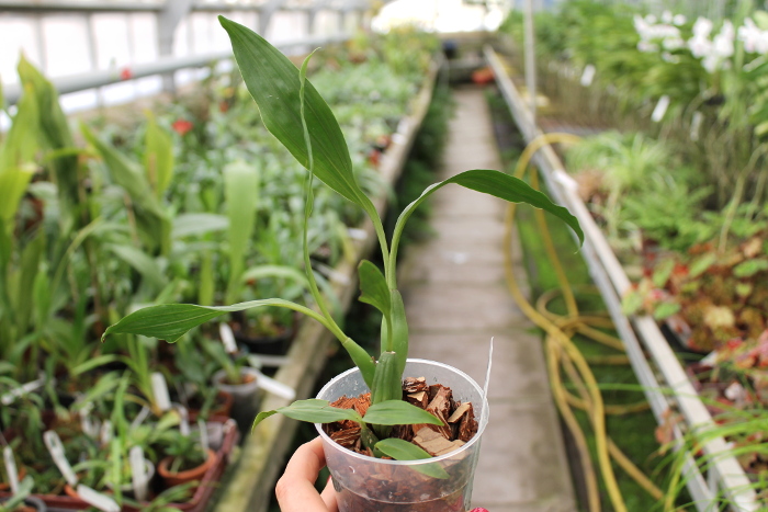 Pholidota chinensis.JPG