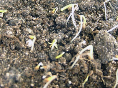 Семена цветов прорастают