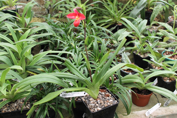 Phragmipedium Andean Fire (besseae x lidleyanum) .JPG
