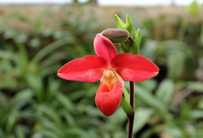 Phragmipedium Andean Fire (besseae x lidleyanum).JPG