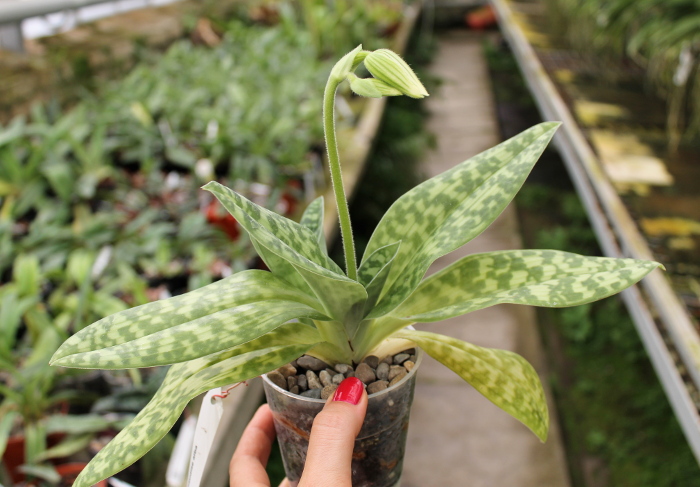 Paphiopedilum Maudiae alba.JPG