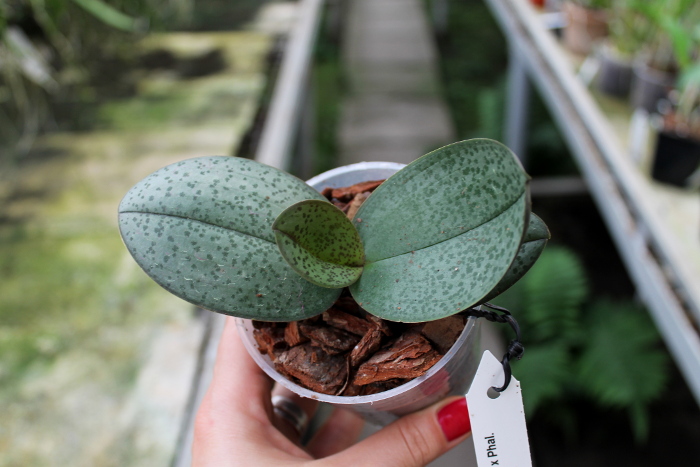 Phalaenopsis schilleriana x Phalaenopsis Cassandra.JPG