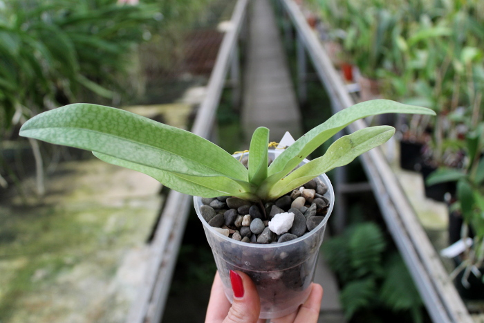 Paphiopedilum rothschildianum x Sunshine Glory x concolor.JPG