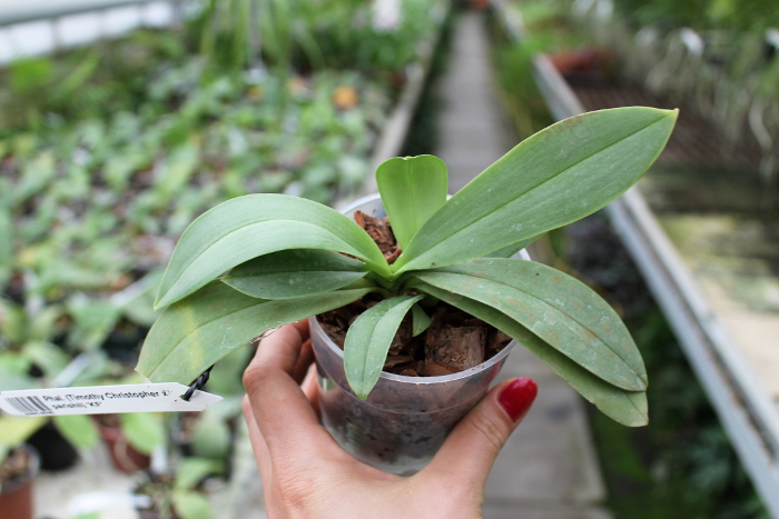 Phalaenopsis (Timothy Christopher x parishii) 'KF'.JPG