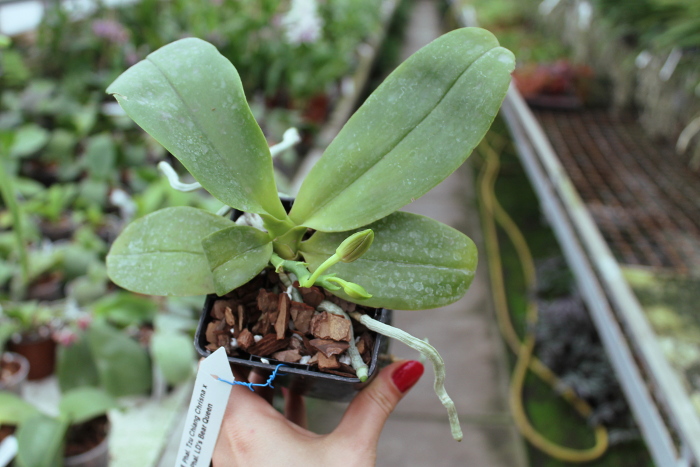 Phalaenopsis Tzu Chiang Chrisna x Phalaenopsis LD's Bear Queen.JPG
