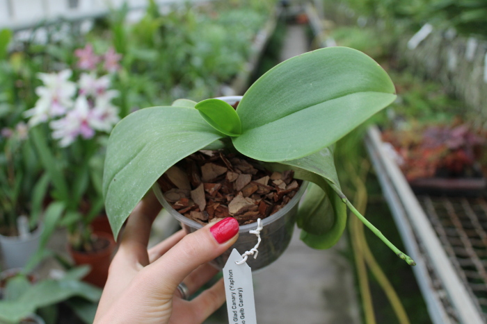 Phalaenopsis Yaphon Glad Canary (Yaphon Tris x Yungho Gelb Canary).JPG