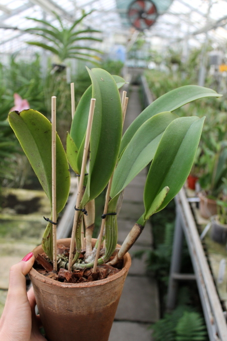 Brassolaeliocattleya Chyong Guu Swan.JPG